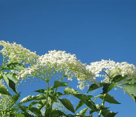 Holderblüten (Foto: Werner Näf) Holderblüten (Foto: Werner Näf)